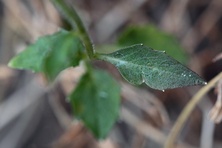 Campanula cochleariifolia
